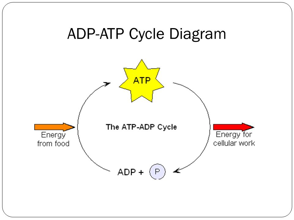 ADP-ATP Cycle Diagram