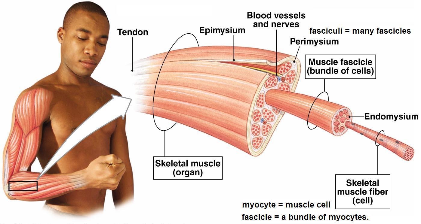 Muscle-Fiber-Anatomy