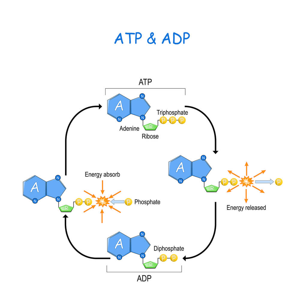ADP ATP